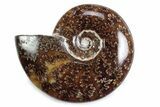 Polished Ammonite (Cleoniceras) Fossil - Madagascar #365024-1